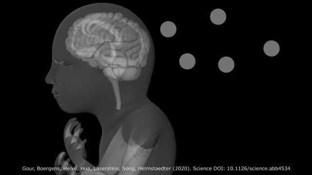 Developing Cortex