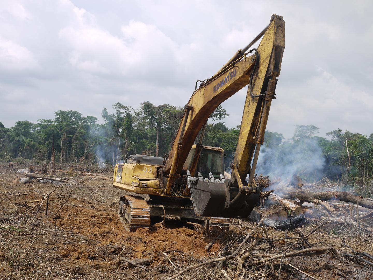 Forest Destruction