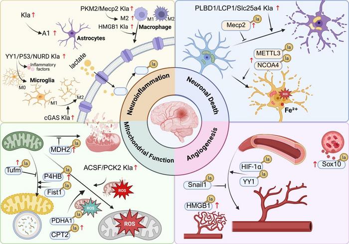 FIGURE 2 | The mechanism of non‐histone Kla affecting cerebral I/R injury.