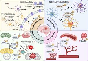 FIGURE 2 | The mechanism of non‐histone Kla affecting cerebral I/R injury.