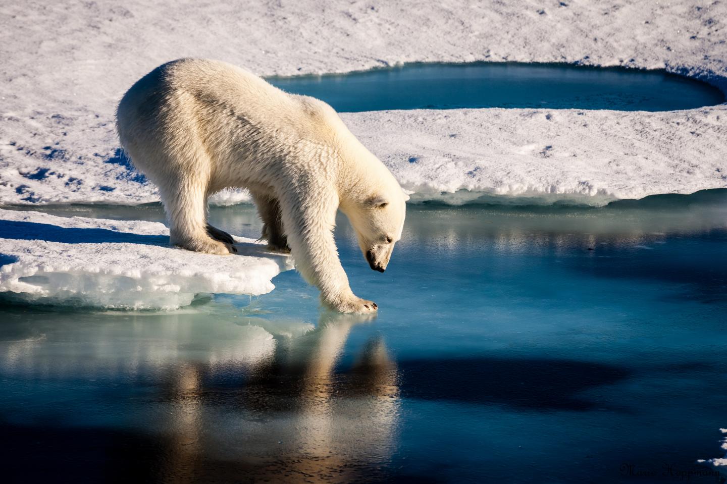 Polar Bear