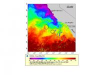 Map of Loggerhead Turtle Sightings and Sea Surface Temperature