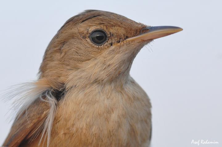 Reed Warbler