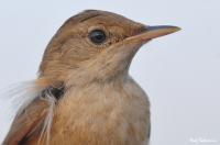 Reed Warbler