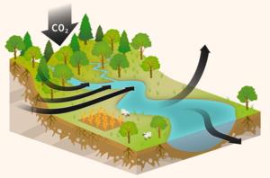 Research shows rivers release ancient carbon dioxide into the atmosphere, uncovering a greater role for plants and soil in the carbon cycle