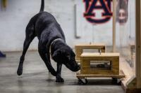 A detection dog in training.