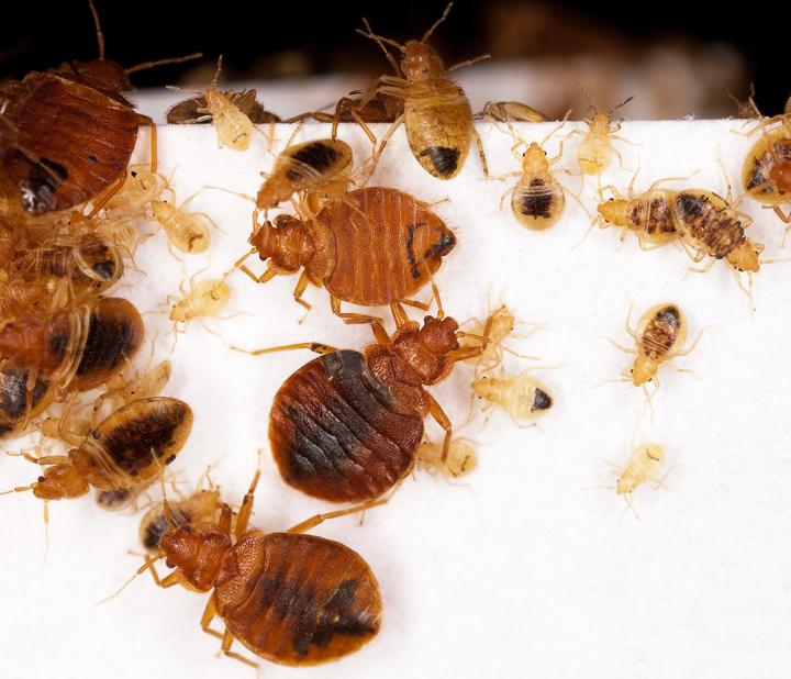 Bedbugs
