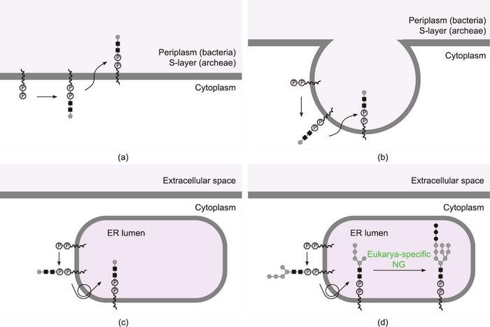 A plausible evolutionary scenario for the placement of N-GM in the ER.