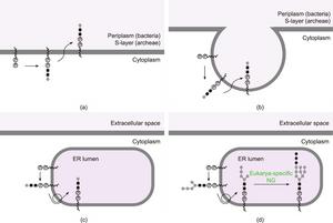 A plausible evolutionary scenario for the placement of N-GM in the ER.