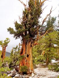 Bristlecone