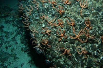 Brittlestar City (1 of 2)