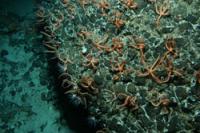 Brittlestar City (1 of 2)