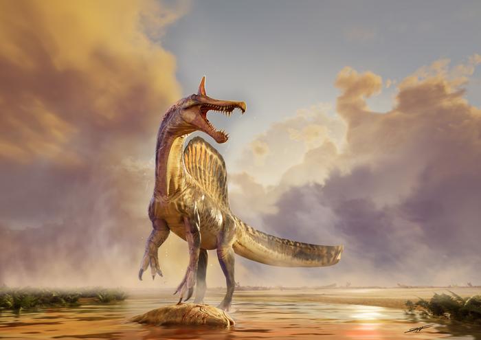 Single Spinosaurus over coelacanth on beach