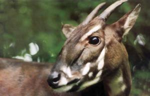 Saola
