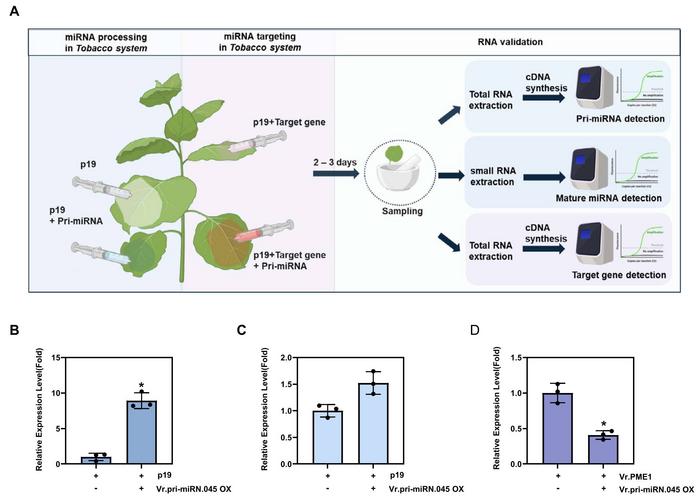 Validation of novel mung bean miRNA processing in plant and regulatory pathway of mung bean miRNAs and their target genes.