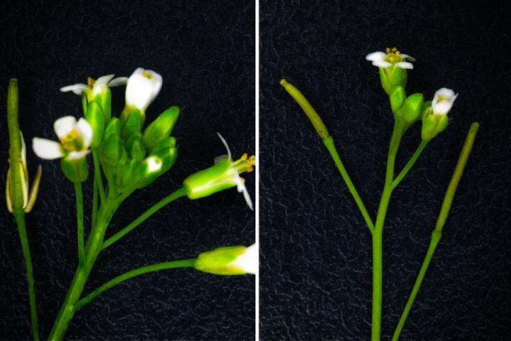 Mutant and Wild Plants