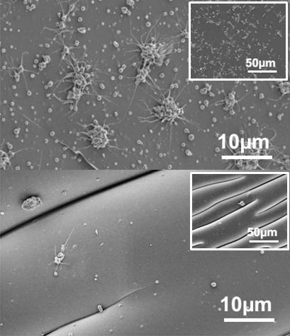 Fouling on Smooth and Wrinkled Surfaces