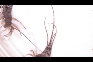 Direct Spermatophore Transfer via Genital Coupling in a Jumping Bristletail