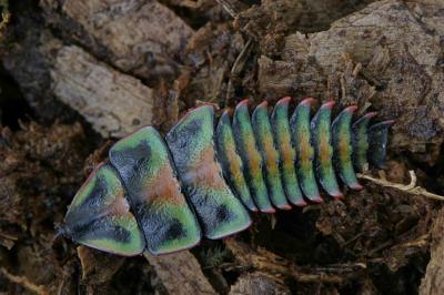 Organizing the Beetle Files (4 of 5)