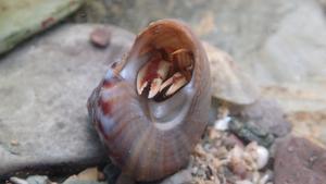 A hermit crab (Pagurus bernhardus) emerges from its shell