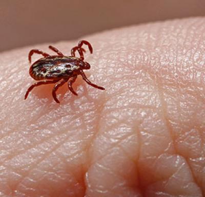 Tick