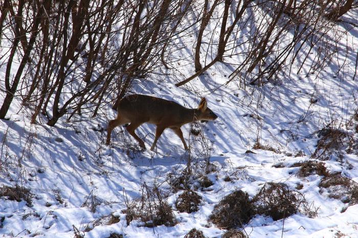 Water deer II