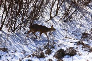 Water deer II