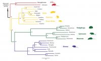 Phylogenetic Tree with <i>Nesophontes</i>