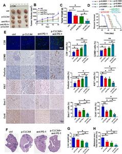 CLCA4 overexpression enhanced the therapeutic effect of anti-PD-1.
