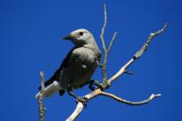 A Clark's Nutcracker