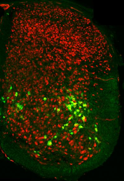 V2b Interneurons