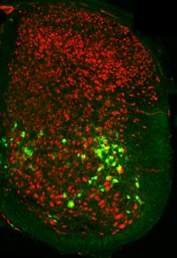 V2b Interneurons