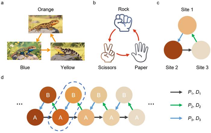 Rock-paper-scissors game reveals new thermal transport phenomenon: Robust temperature localization and topological phase transition