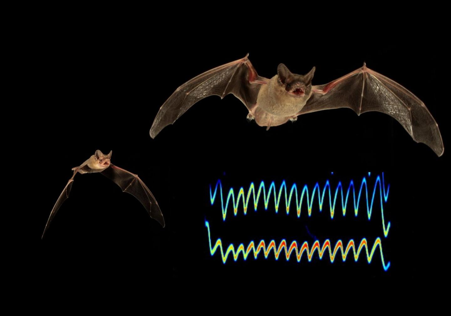 Sonar Jamming Bats