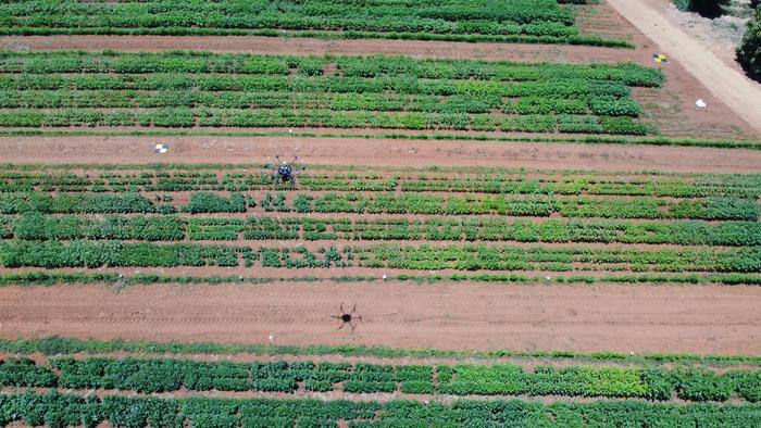 Drone above a sesame