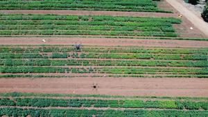 Drone above a sesame