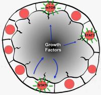 Renal Cyst Fluid Contains Growth Factors