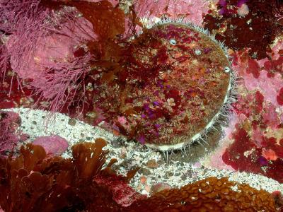 White Abalone