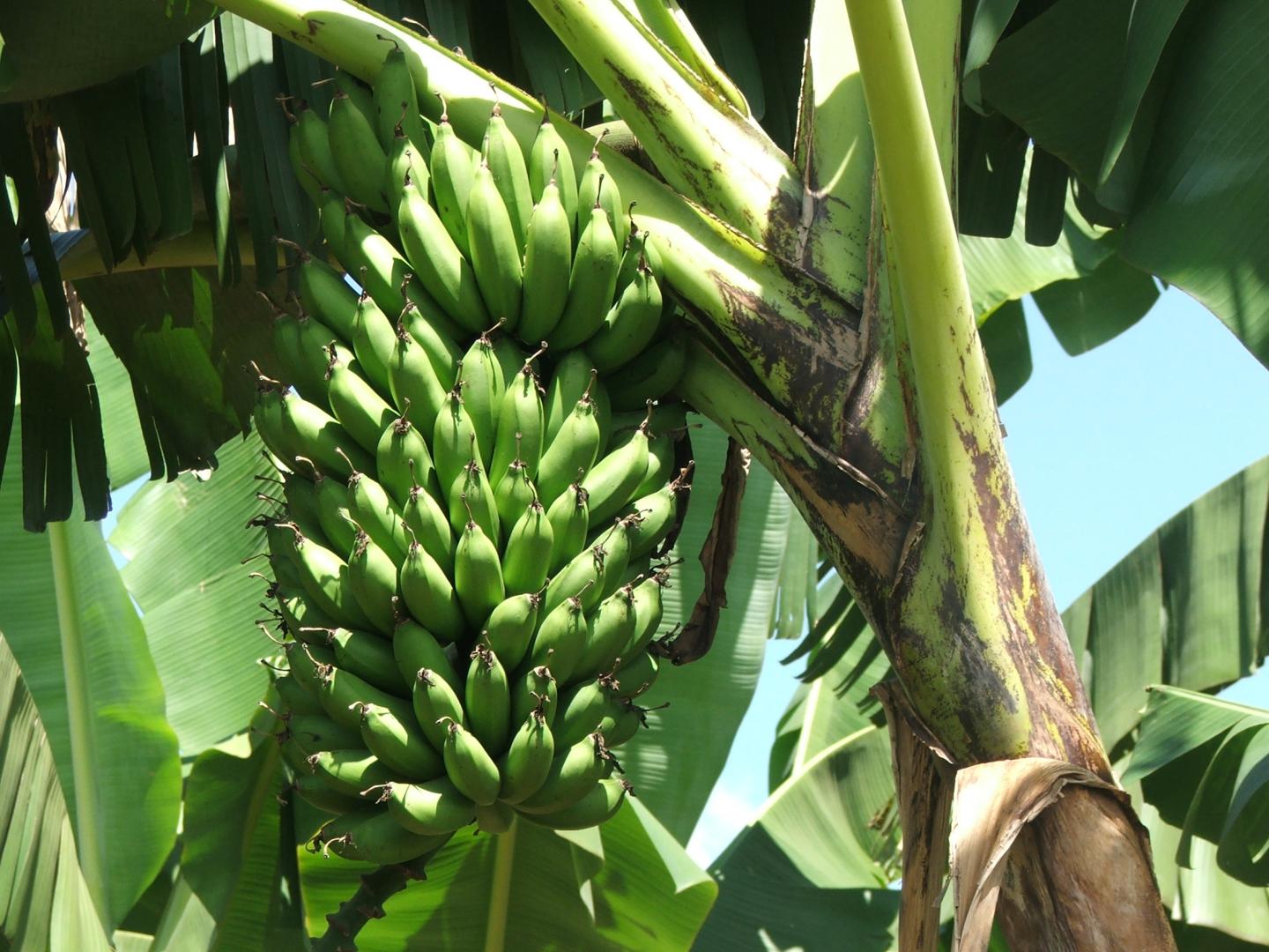 'One of the Most Effective Ways to Increase Production Is to Plant High-Yielding Varieties.'