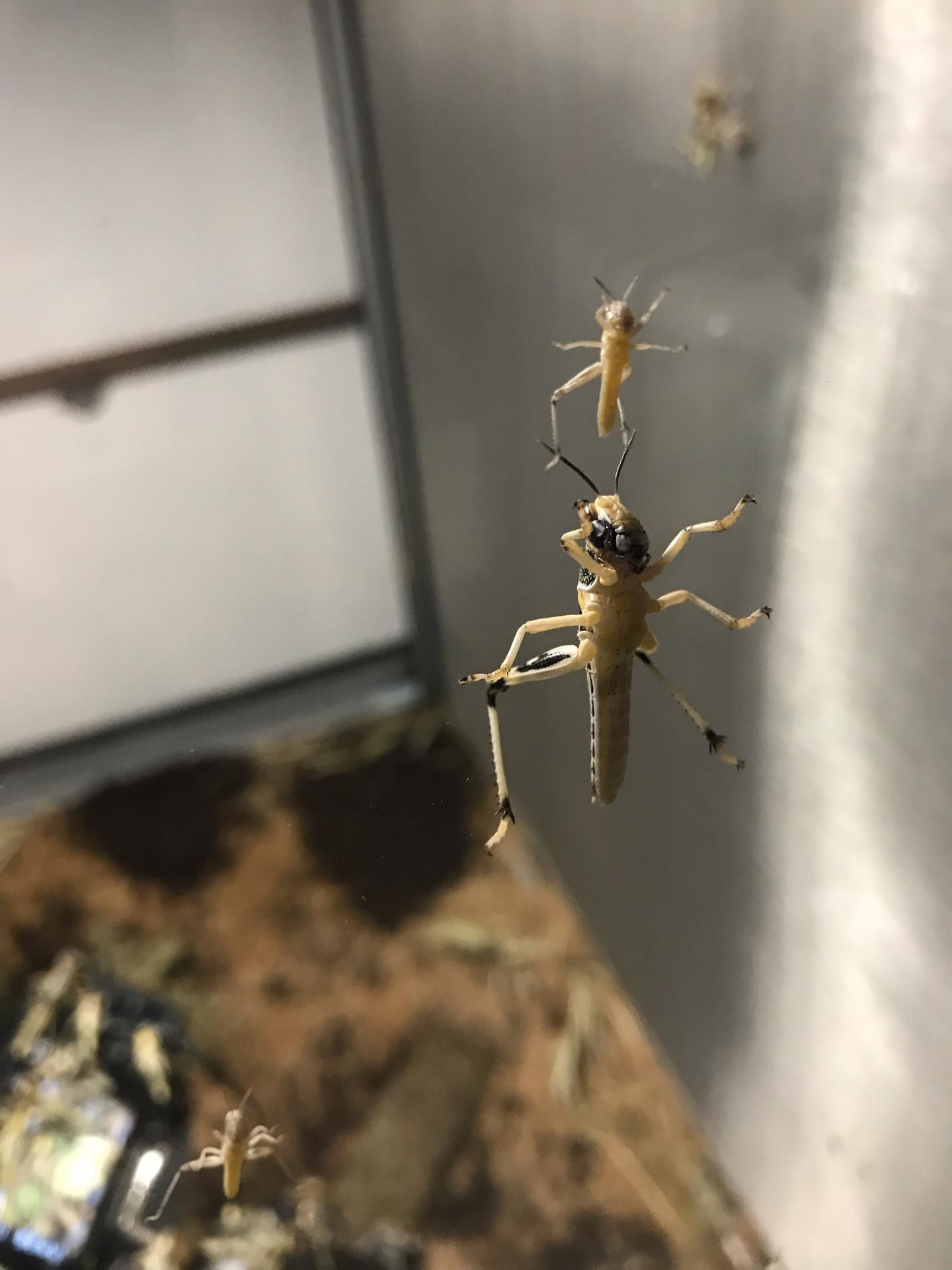 Adult Locust