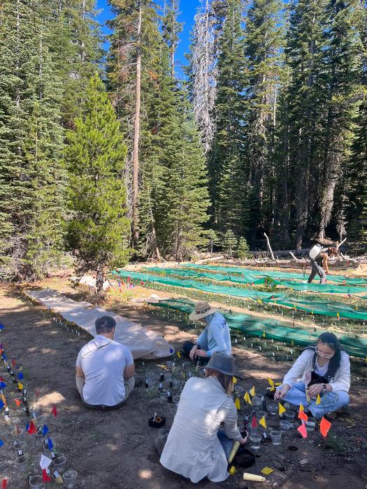 Transplanting jewelflower field work