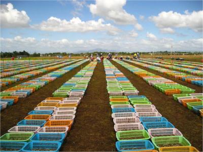 Rice Project