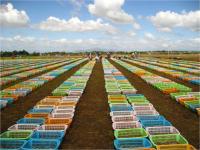 Rice Project