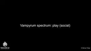 Cooperative behaviors and social interactions in the carnivorous bat Vampyrum spectrum