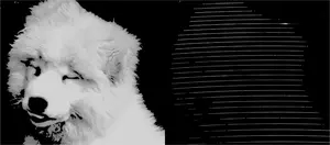 Programmed target shape