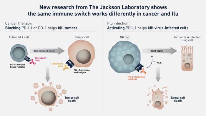 Immune switch PD-L1 works differently in cancer and flu