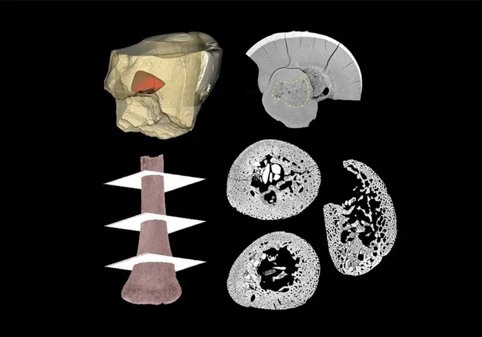 Neanderthal baby remains 2
