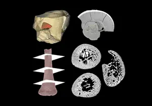 Neanderthal baby remains 2