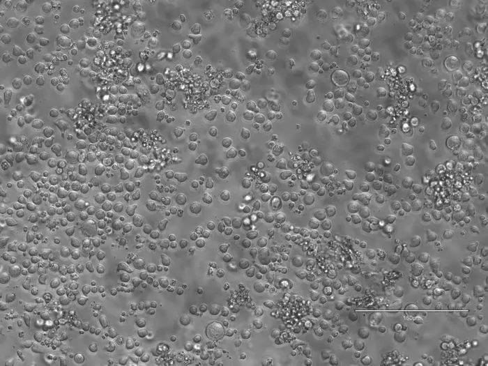 Mouse hematopoietic stem cells, day 12 of culture (10x magnification)