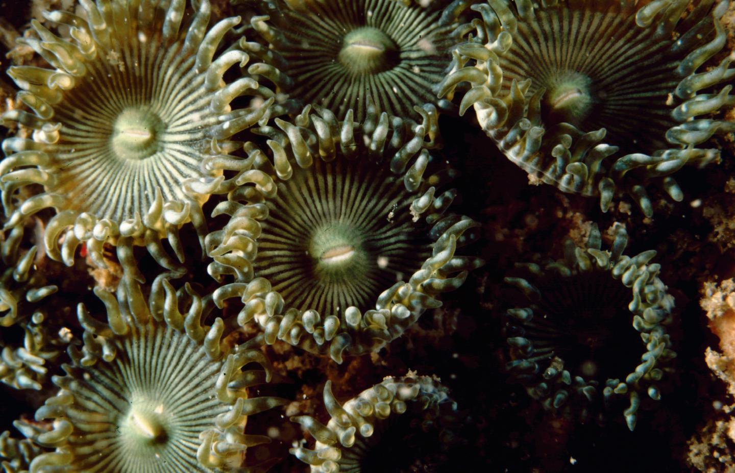 <i>Zoanthus</i>
